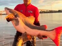 Vídeo: pirarara de 40 kg arrasta pescador por 20 minutos durante captura no rio Madeira