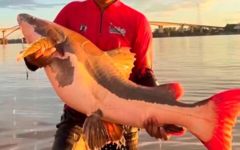 Vídeo: pirarara de 40 kg arrasta pescador por 20 minutos durante captura no rio Madeira