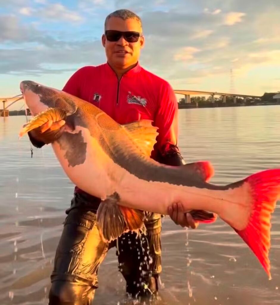 Vídeo: pirarara de 40 kg arrasta pescador por 20 minutos durante captura no rio Madeira