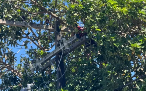 Tragédia em Manaus: Homem morre eletrocutado ao subir em abacateiro na Zona Leste