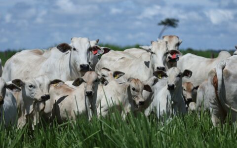 Leilão Nelore Paranã & Casa Branca oferta animais de alta produtividade na Expogenética em Uberaba