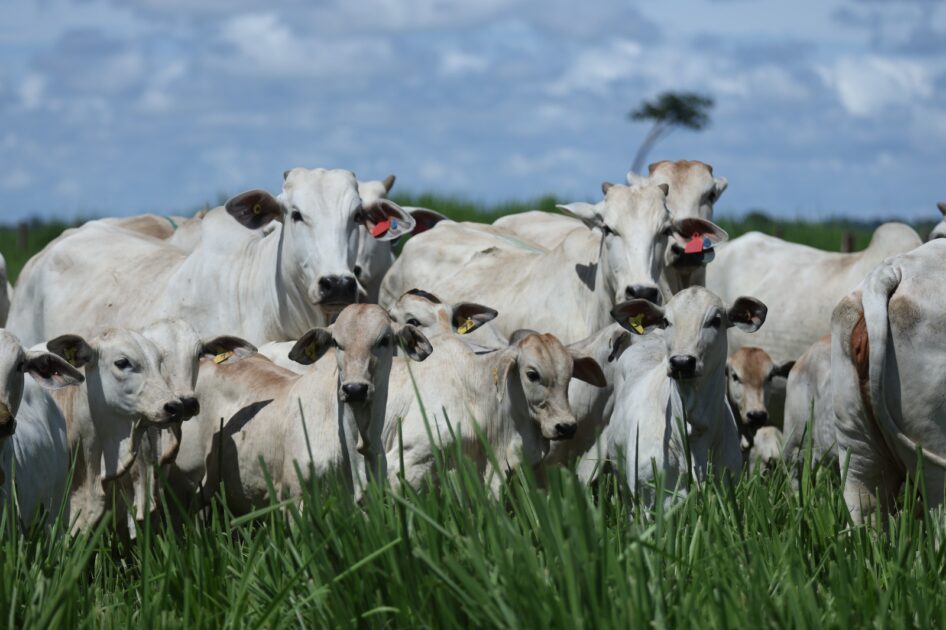 Leilão Nelore Paranã & Casa Branca oferta animais de alta produtividade na Expogenética em Uberaba