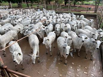 Araputanga (MT) recebe o Circuito Nelore de Qualidade com avaliação de 1.060 animais