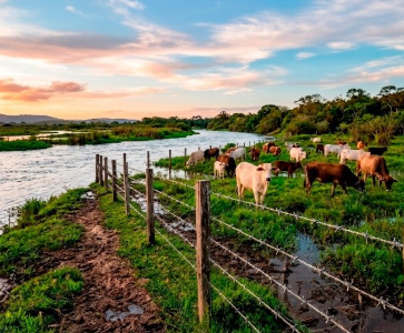Sucesso da pecuária em áreas alagadiças depende de estruturas adequadas de cercamento