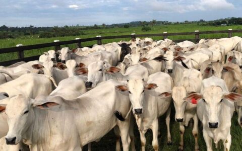 Mistério na Linha 634: Produtor rural denuncia sumiço de 50 cabeças de gado em Jaru RO