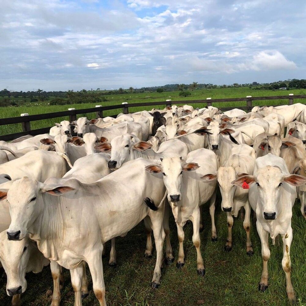 Mistério na Linha 634: Produtor rural denuncia sumiço de 50 cabeças de gado em Jaru RO