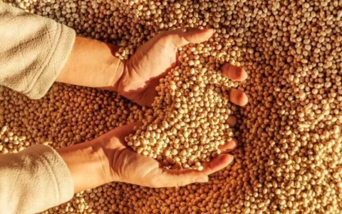 Soja encerra semana com estabilidade em Chicago e consultoria alerta produtor sobre mercado invertido no Brasil